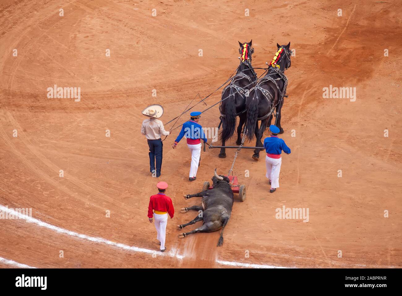 Dead bull removed from bullring in Mexico City Stock Photo