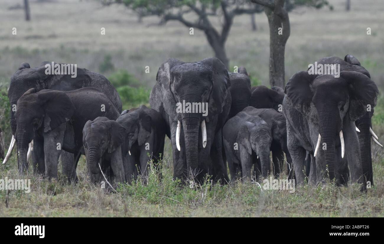 A rain-soaked family group of African elephant (Loxodonta  africana) of a variety of ages. Serengeti National Park, Tanzania. Stock Photo