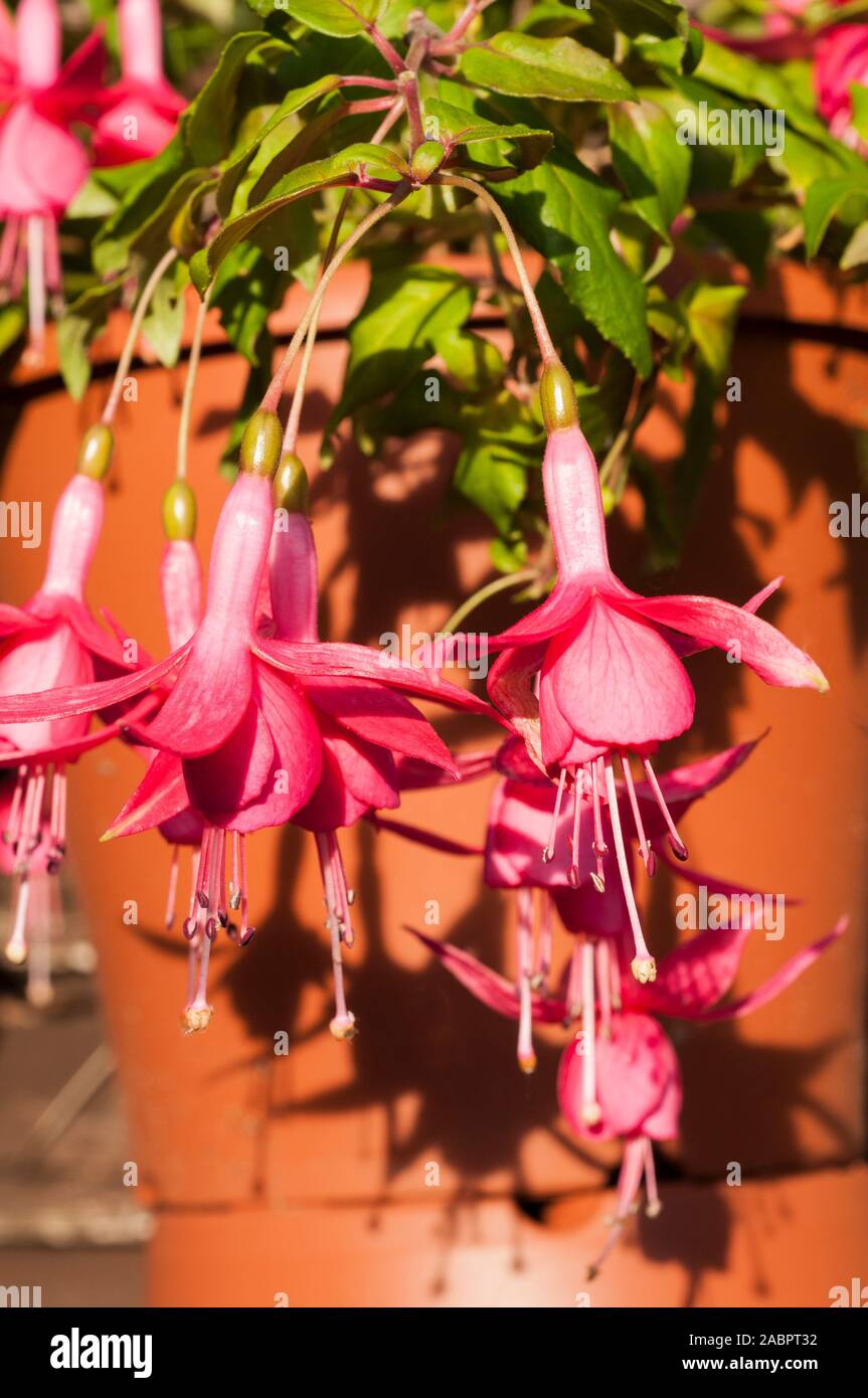 Fuchsia Jack Shahan in hanging basket with flowers fully open. A trailing fuchsia with rose pink flowers and is a half hardy plant. Stock Photo