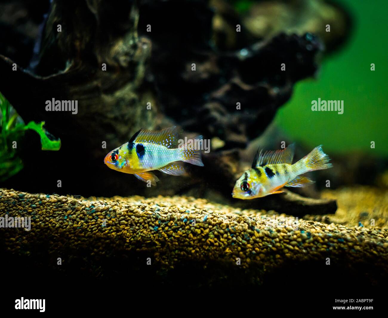 couple of ram cichlid (Mikrogeophagus ramirezi) in a fish tank Stock Photo