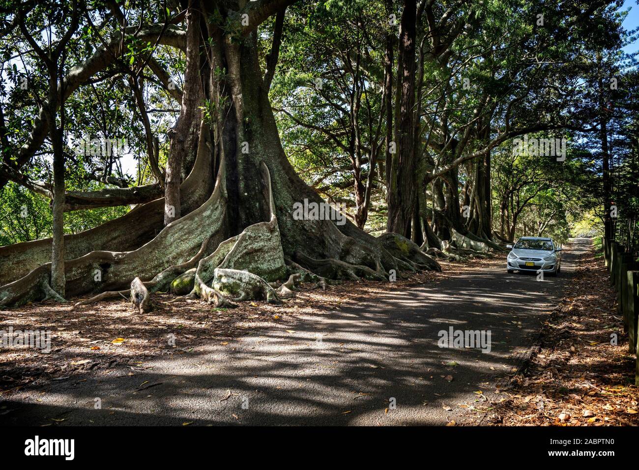 Five majestic Moreton Bay fig trees (Ficus macrophylla) on Headstone Road on Norfolk Island, the buttress roots a popular backdrop for holiday photos. Stock Photo