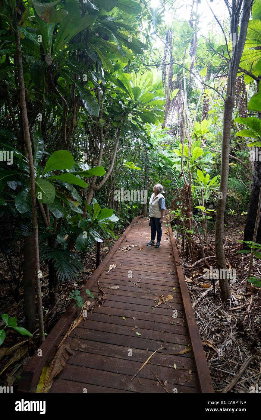 Boardwalk in Norfolk Island Botanic Garden that covers 5.5 ha and features endemic plants. Norfolk Island, Australia Stock Photo
