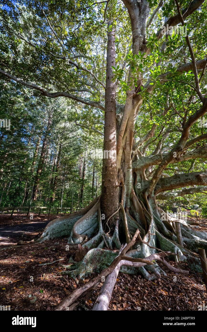 Five majestic Moreton Bay fig trees (Ficus macrophylla) on Headstone Road on Norfolk Island, the buttress roots a popular backdrop for photos. Stock Photo