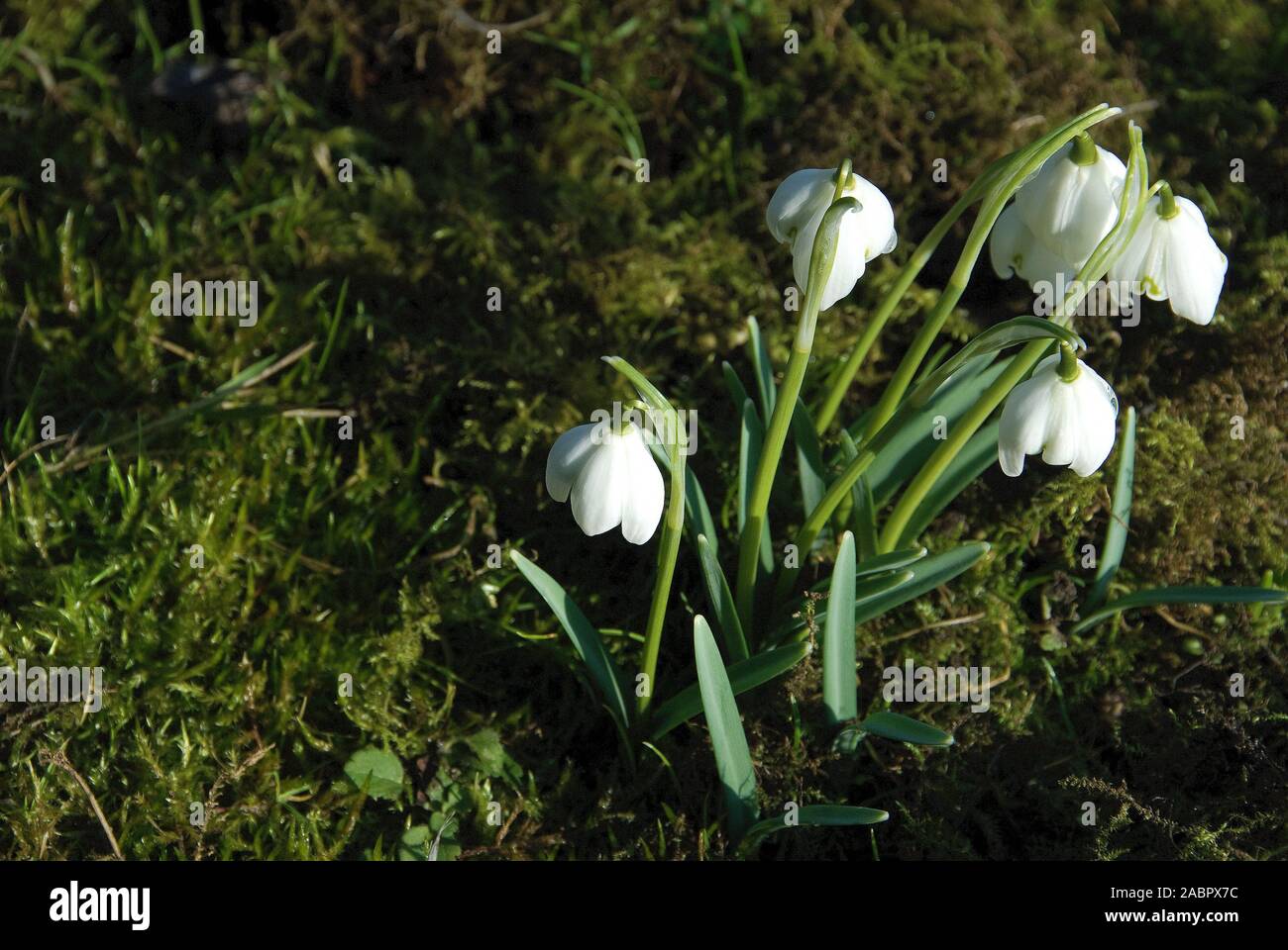 Galanthus nivalis 'Flore Pleno' growing amongst moss Stock Photo