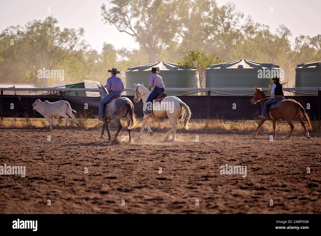 Cowboys and a cowgirl riding horses in a campdraft event at a country