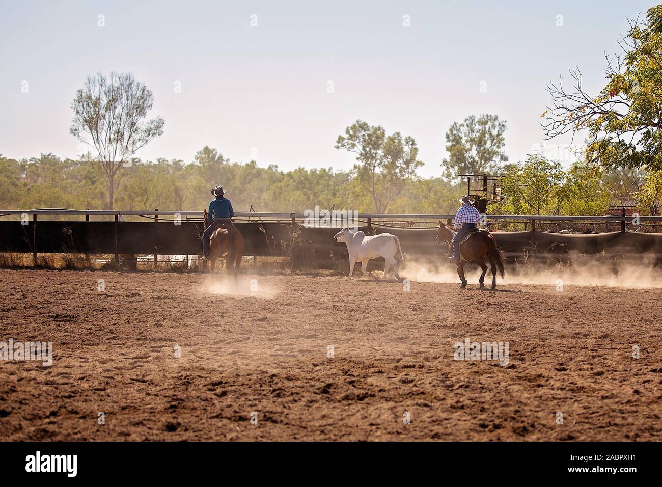 Cowboys rounding up a cow in a campdrafting event at a country rodeo. Campdrafting is a unique Australian sport involving a horse and rider working ca Stock Photo