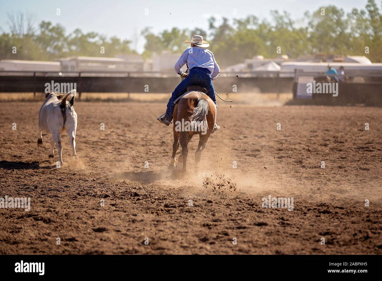 Cowboy competing in a campdraf event at a country rodeo. Campdrafting is a unique Australian sport involving a horse and rider working cattle. Stock Photo