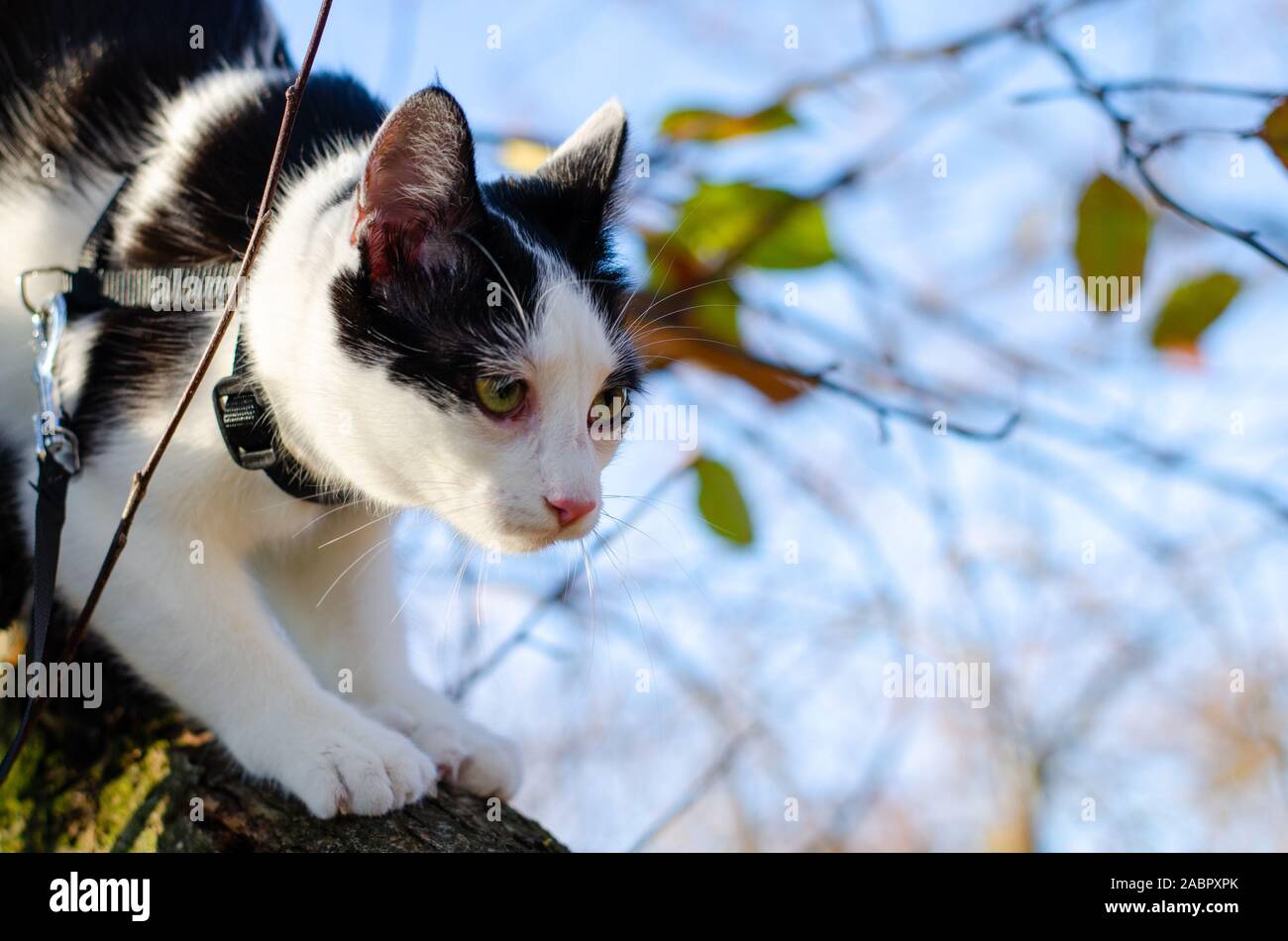 Bicolor cat climbed in a tree and haunting birds Stock Photo