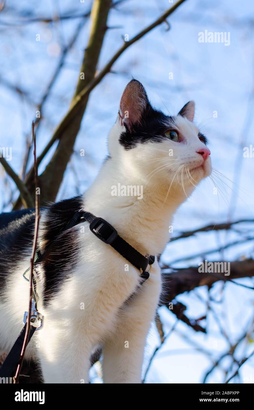 Bicolor cat climbed in a tree and looking at her humans Stock Photo