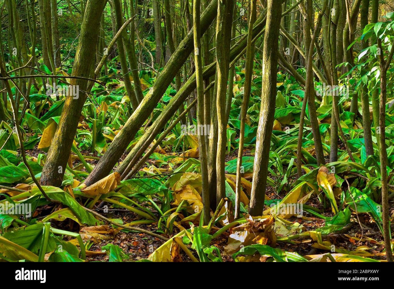 Dying lilies and small tree trunks in Limb Valley near Sheffield Stock
