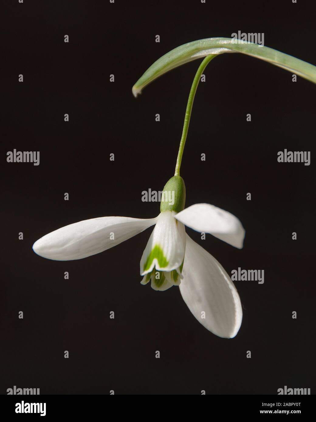 Galanthus 'Magnet' Stock Photo