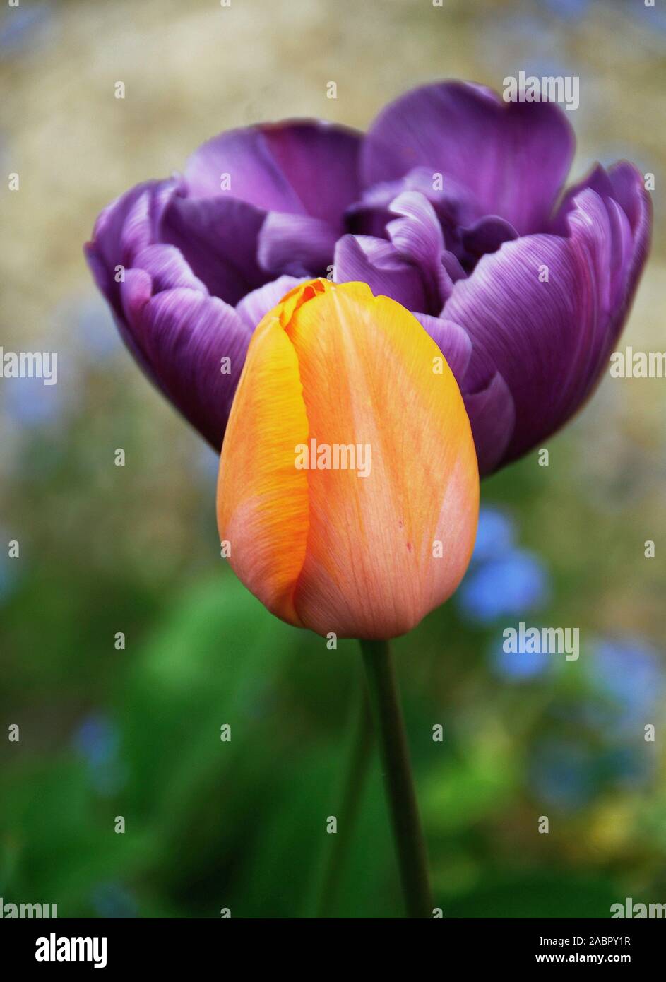 Tulipa 'Apricot Beauty' still in bud  contrasts the open peony-flowered Tulipa 'Blue Diamond’ Stock Photo