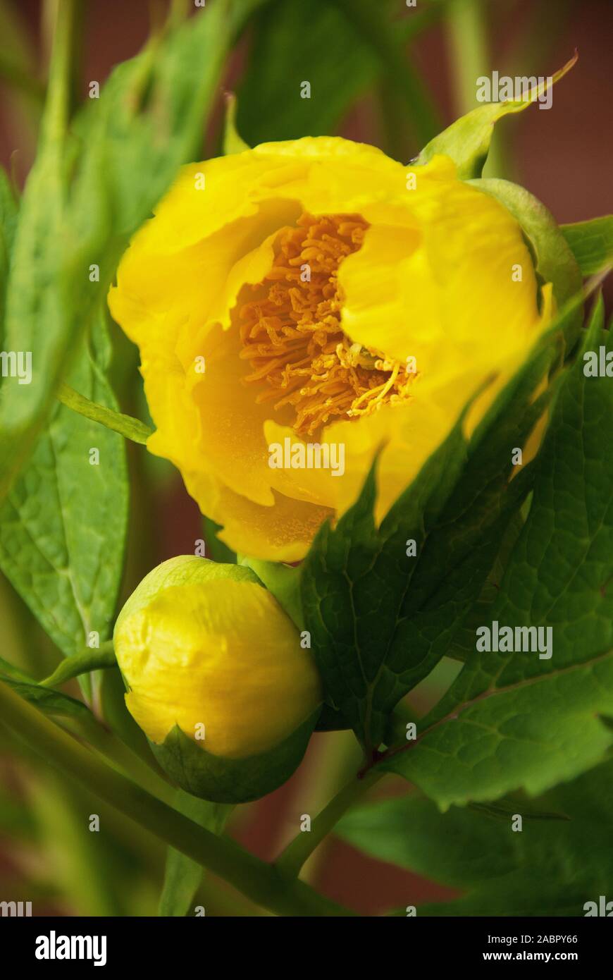 Paeonia lutea var. ludlowii, a tree peony with bright yellow flowers in late spring Stock Photo