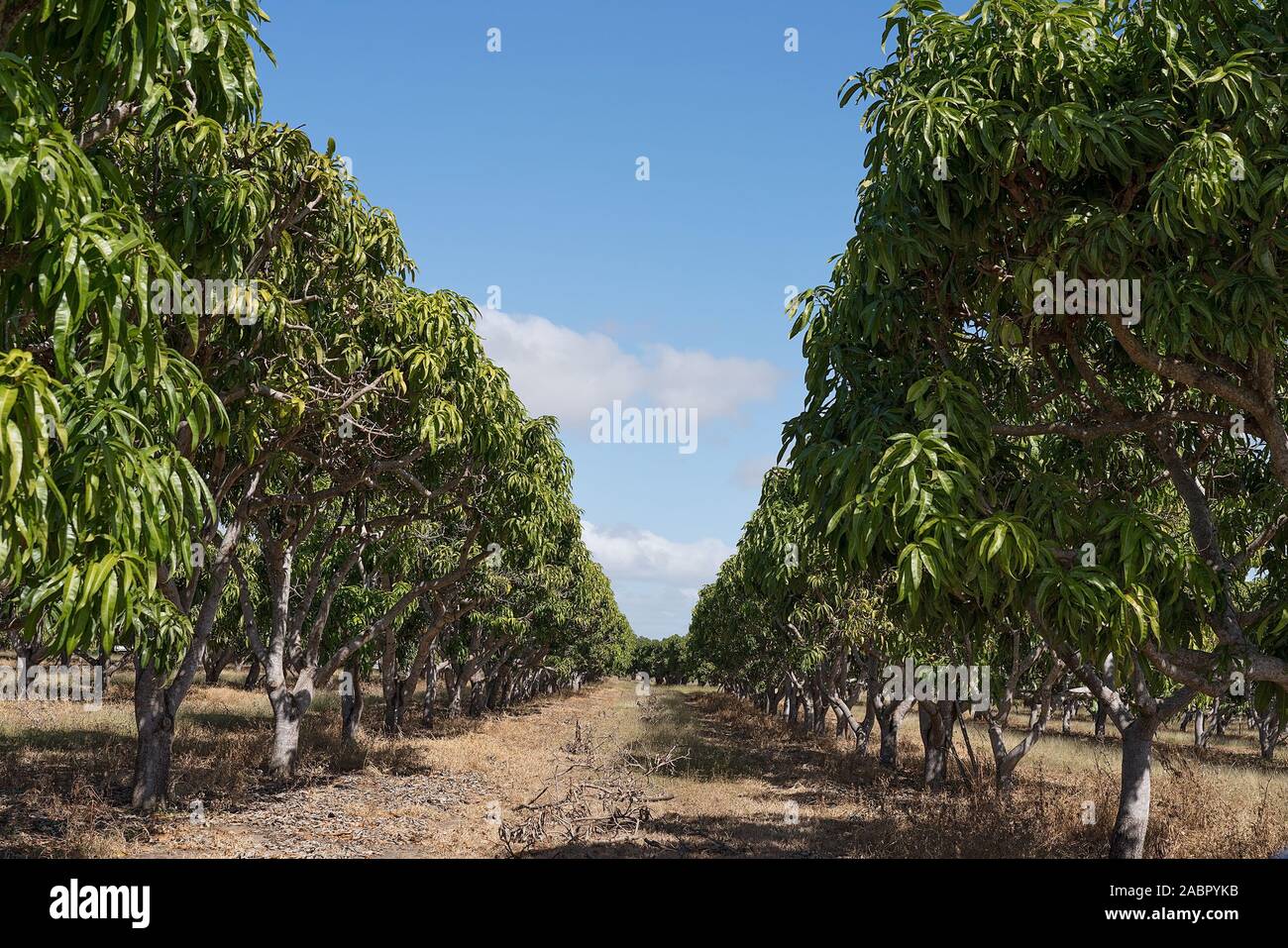 Rows of mango trees yet to bear fruit on a plantation in Australia Stock Photo