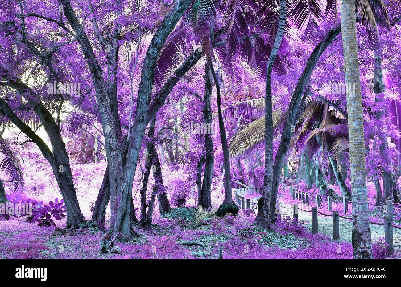 Beautiful fantasy infrared shots of palm trees on the seychelles islands  Stock Photo - Alamy, image size:1300x932