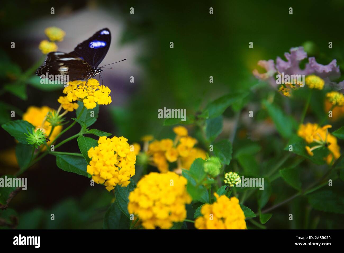 A black and white butterfly landed on a yellow flower in a garden
