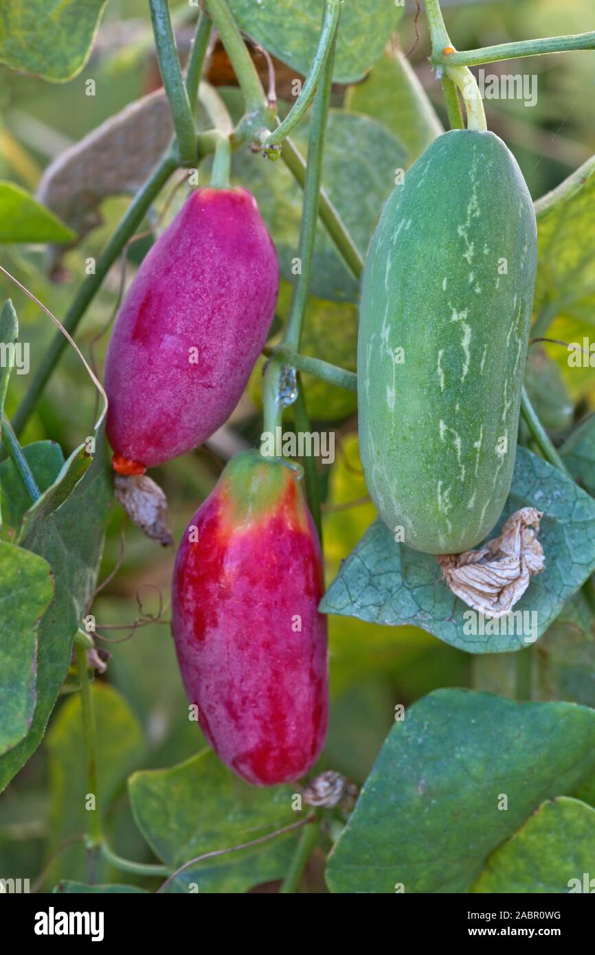 Tindora  'Coccinia grandis' vine, mature red fruit, green striped,  also known as Ivy Gourd, Scarlet Gourd, Thai spinach, Tondli, Stock Photo