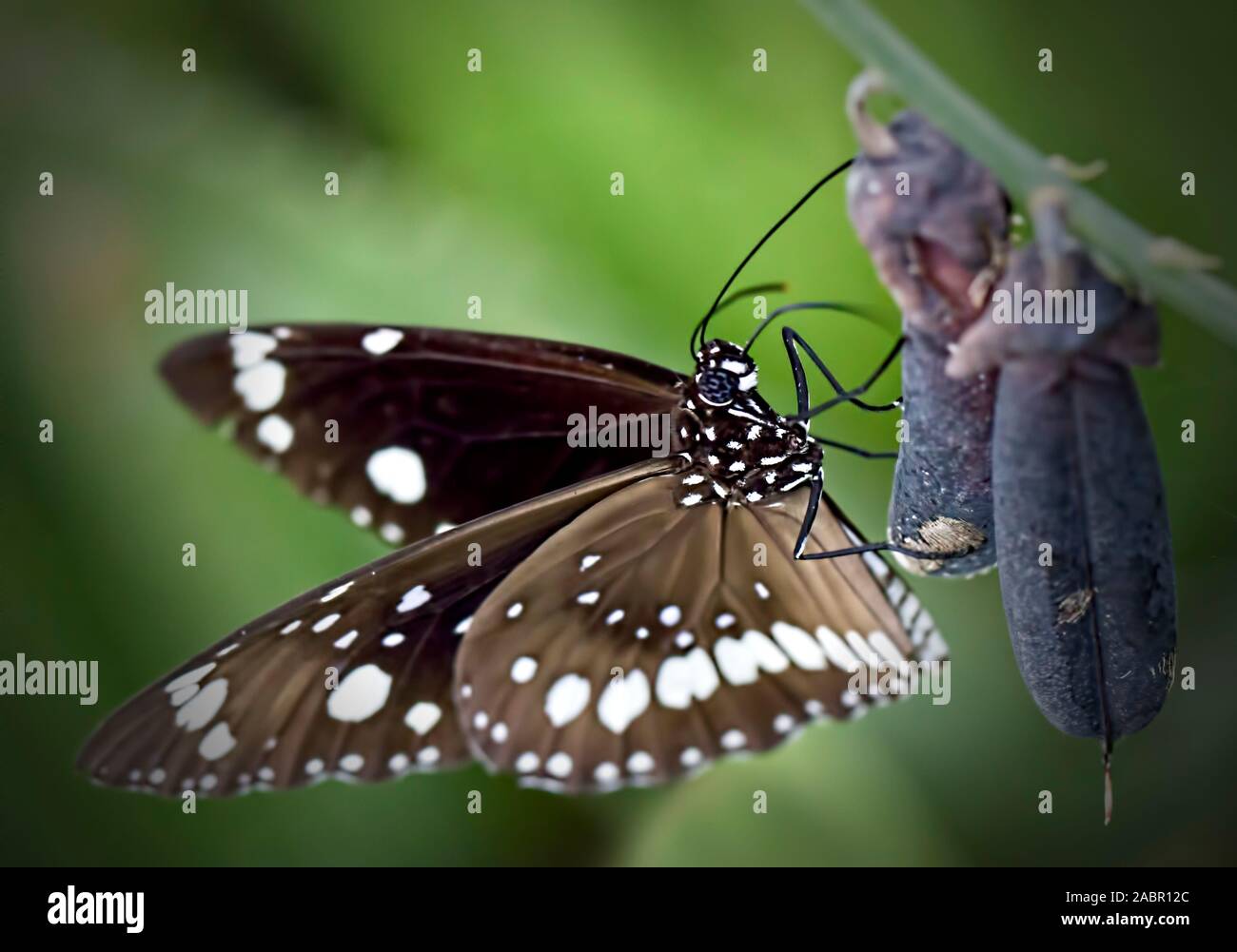 A butterfly with brown and white markings on its wings clinging to a