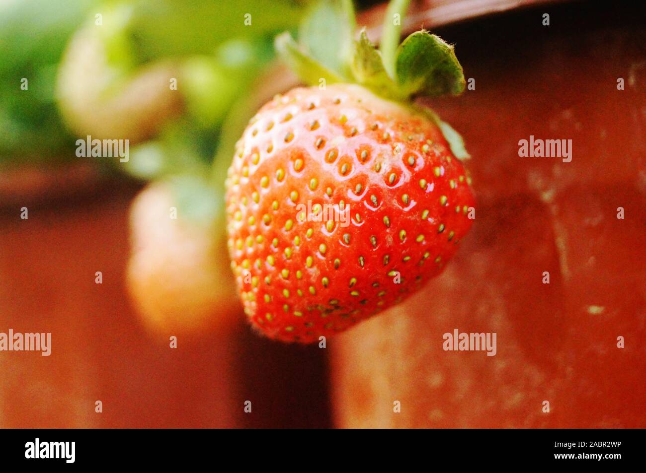 The ripening strawberries in the Strawberry Garden Stock Photo - Alamy