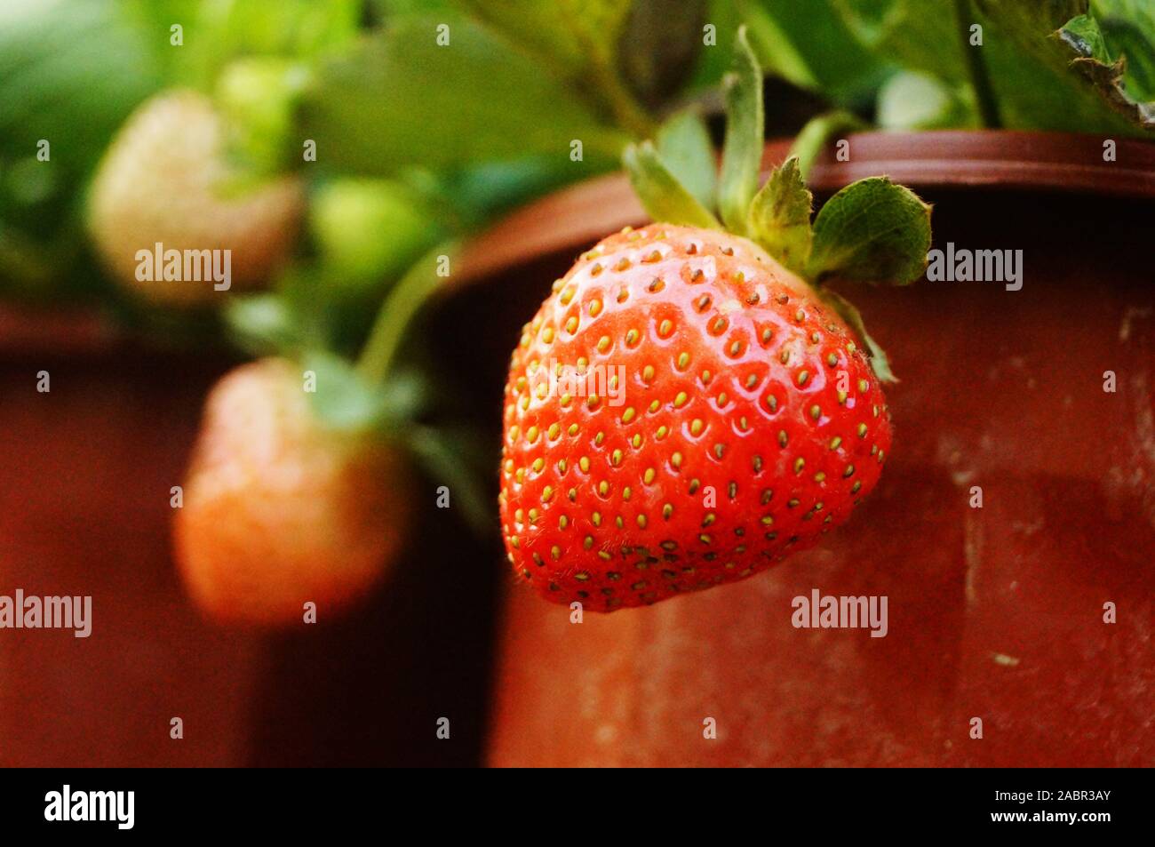 The ripening strawberries in the Strawberry Garden Stock Photo - Alamy