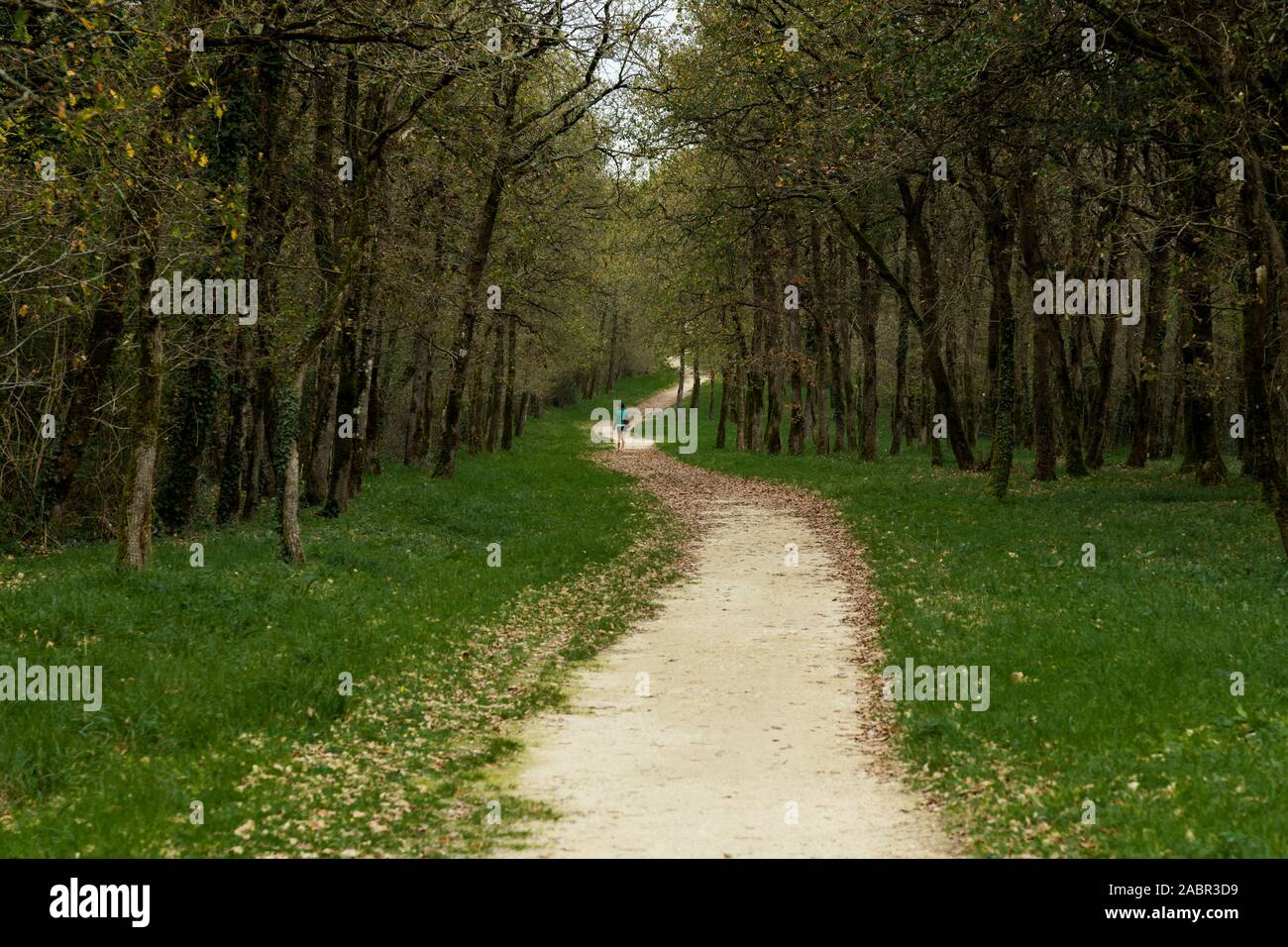 Girl walking alone in forest hi-res stock photography and images - Alamy
