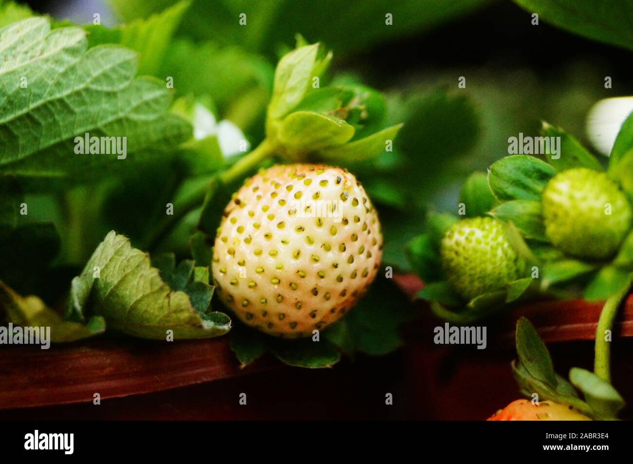 The ripening strawberries in the Strawberry Garden Stock Photo - Alamy