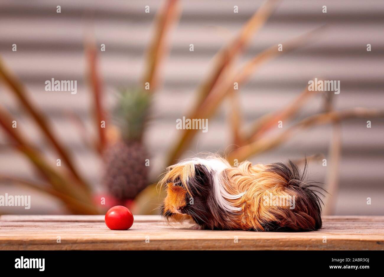 A cute guinea pig, also known as a cavy, stalking a red cherry tomato