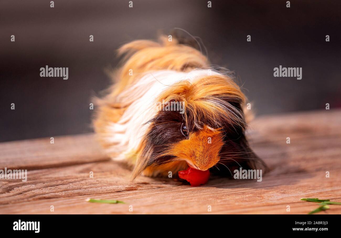 A cute guinea pig also known as a cavy eating a cherry tomato for his dinner Stock Photo Alamy