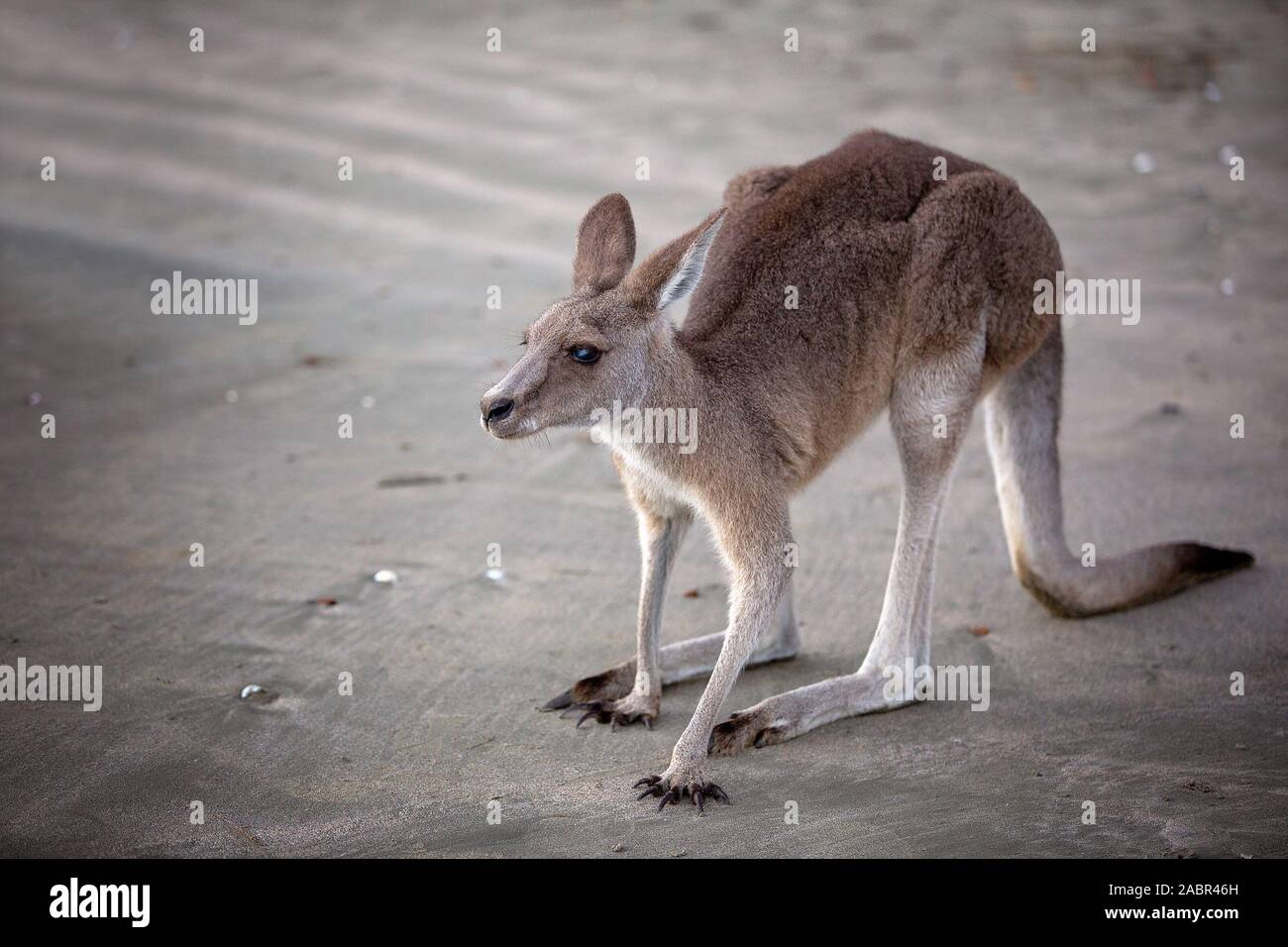 Australian kangaroo on the beach at sunrise close up Stock Photo