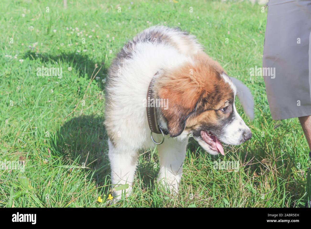 Tornjak From Vlasic Puppy Livestock Guardian Dog Lgd Bosnian Dog Stock Photo Alamy