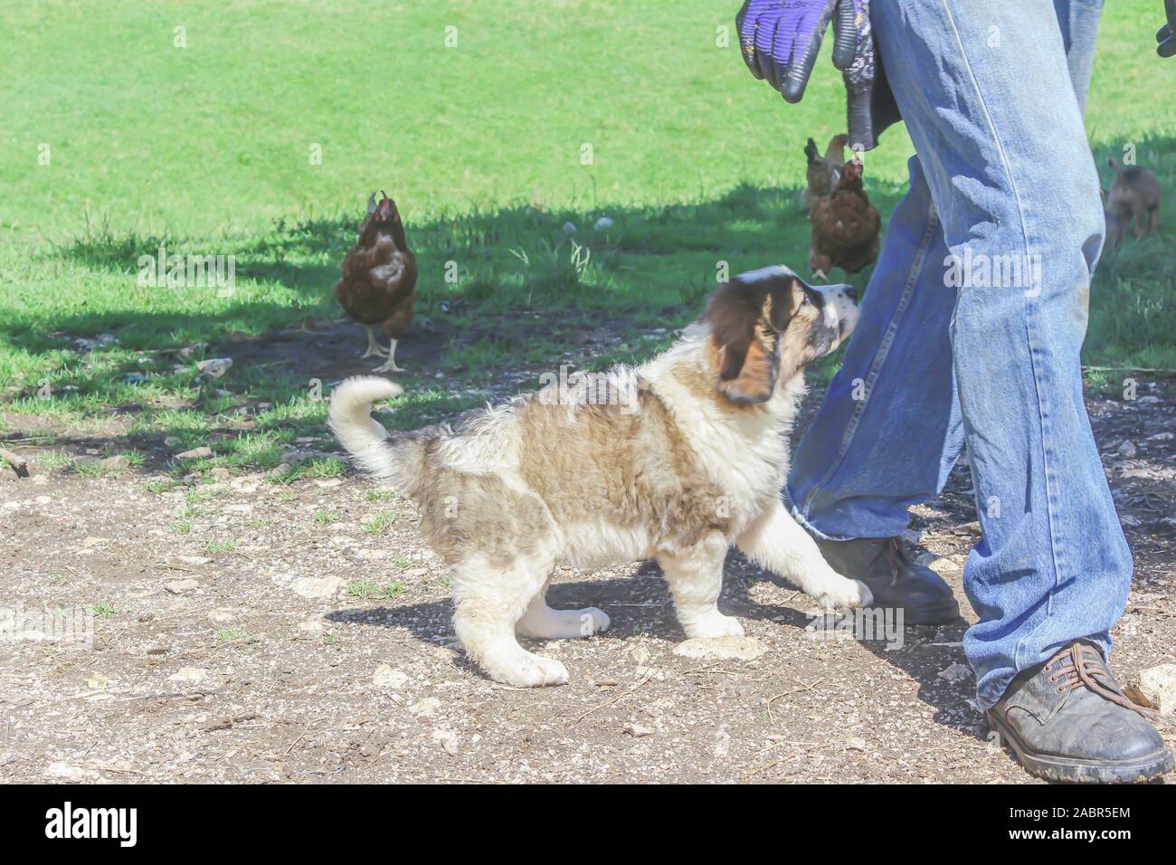 what is a bosnian dog