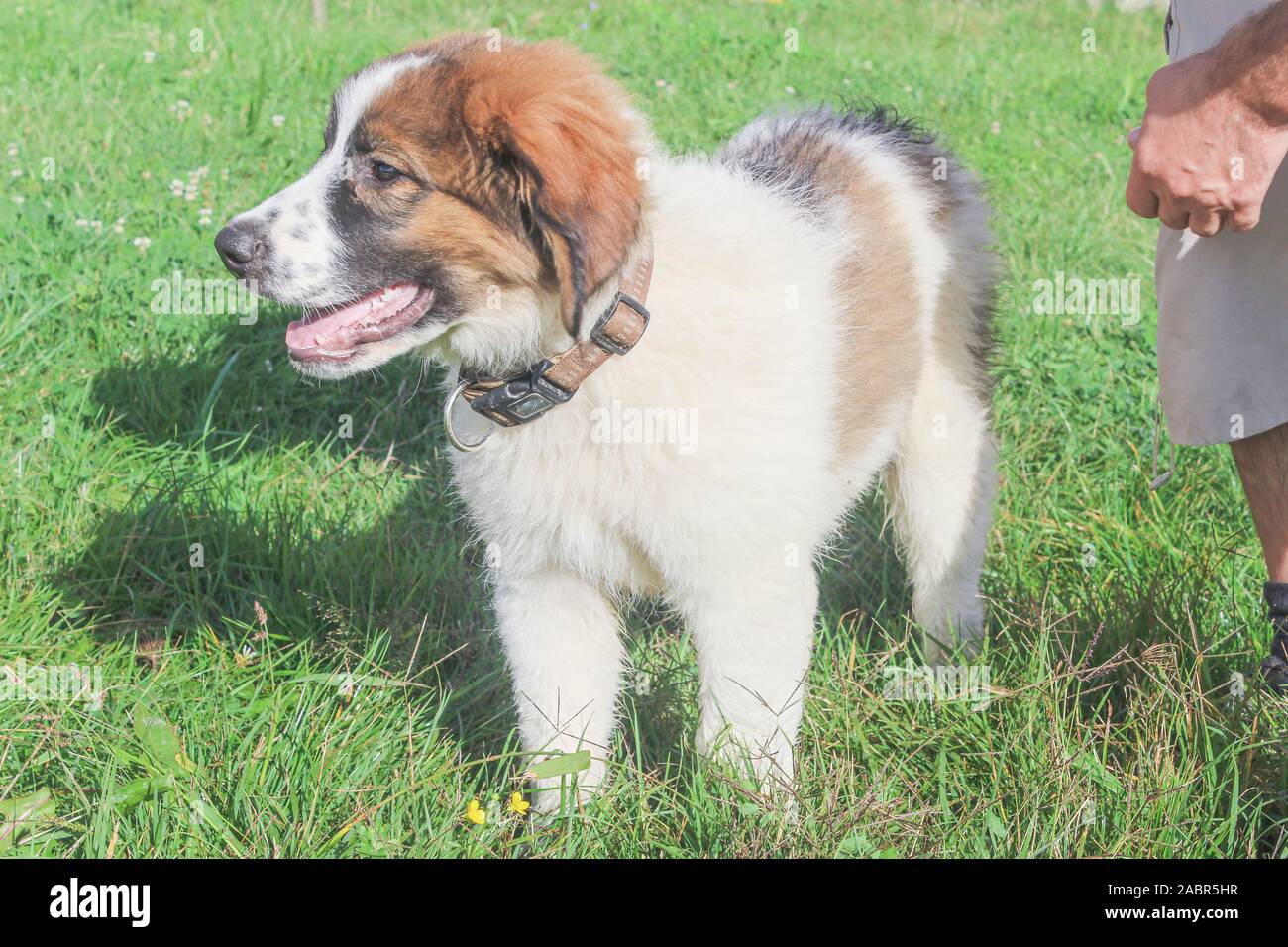 Tornjak from Vlasic, puppy, Livestock guardian dog, LGD, Bosnian Dog Stock  Photo - Alamy
