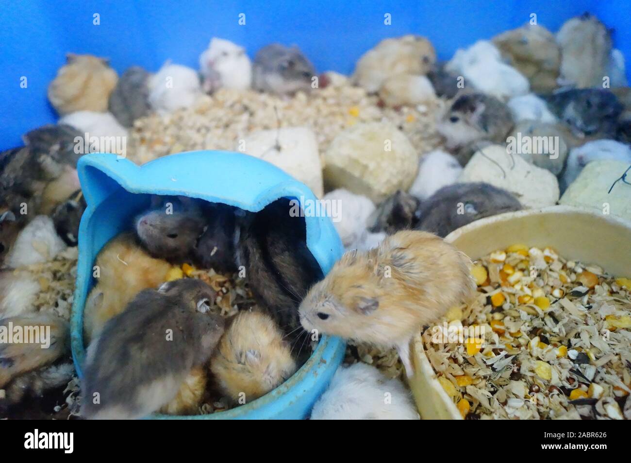 A litter of hamsters Stock Photo Alamy