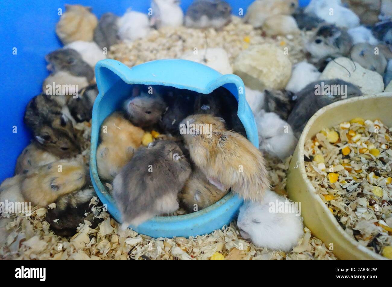 A litter of hamsters Stock Photo Alamy