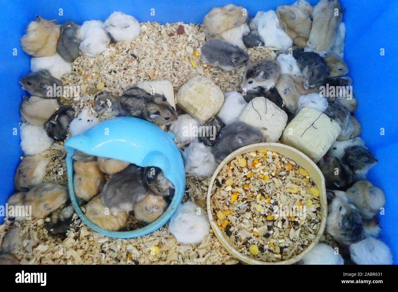 A litter of hamsters Stock Photo Alamy