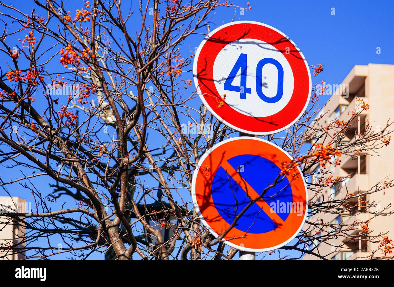 Street traffic speed limit and no enter sign with autumn tree against blue sky background. Stock Photo