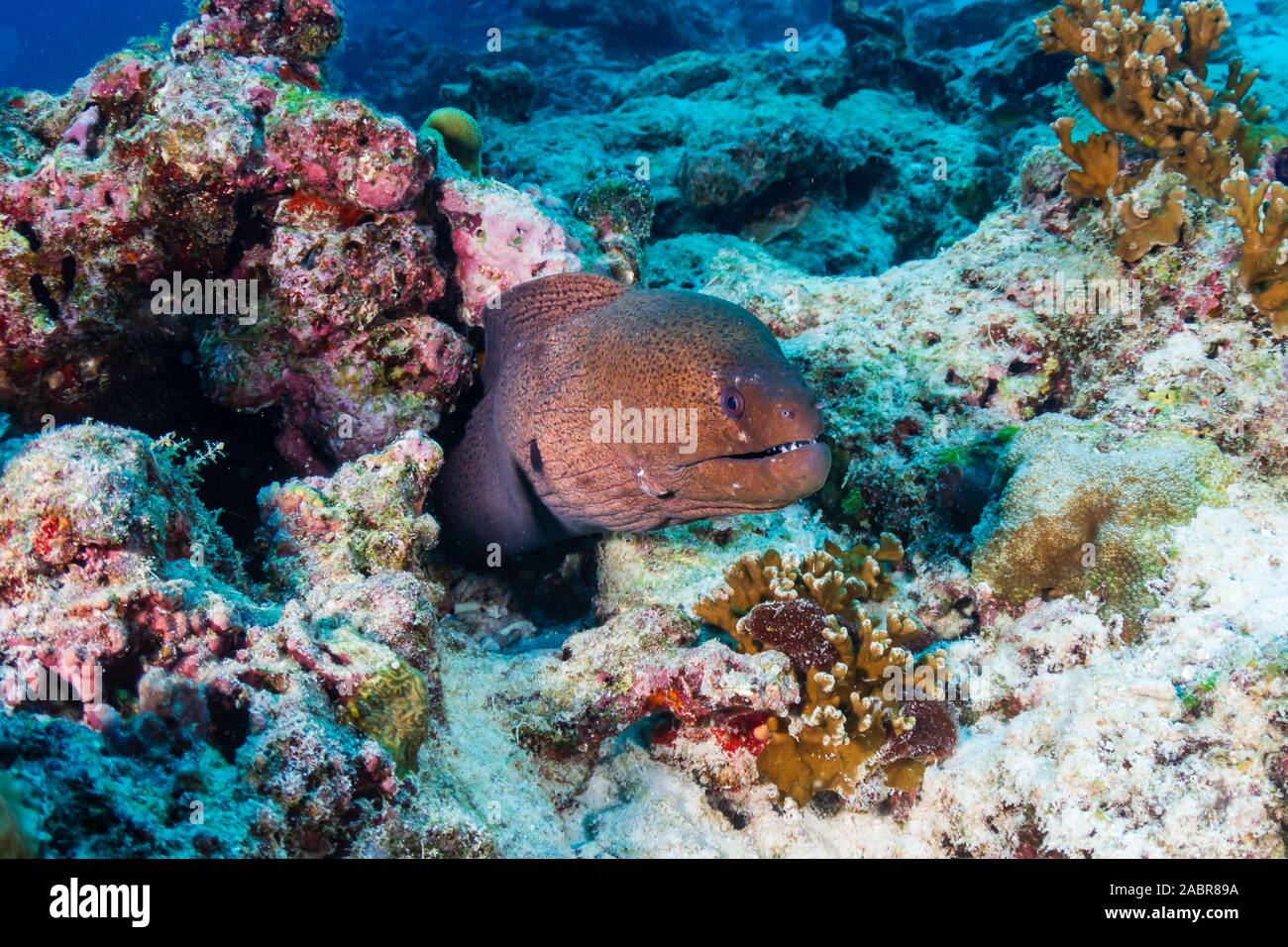 Giant moray eel in a hole hires stock photography and images Alamy