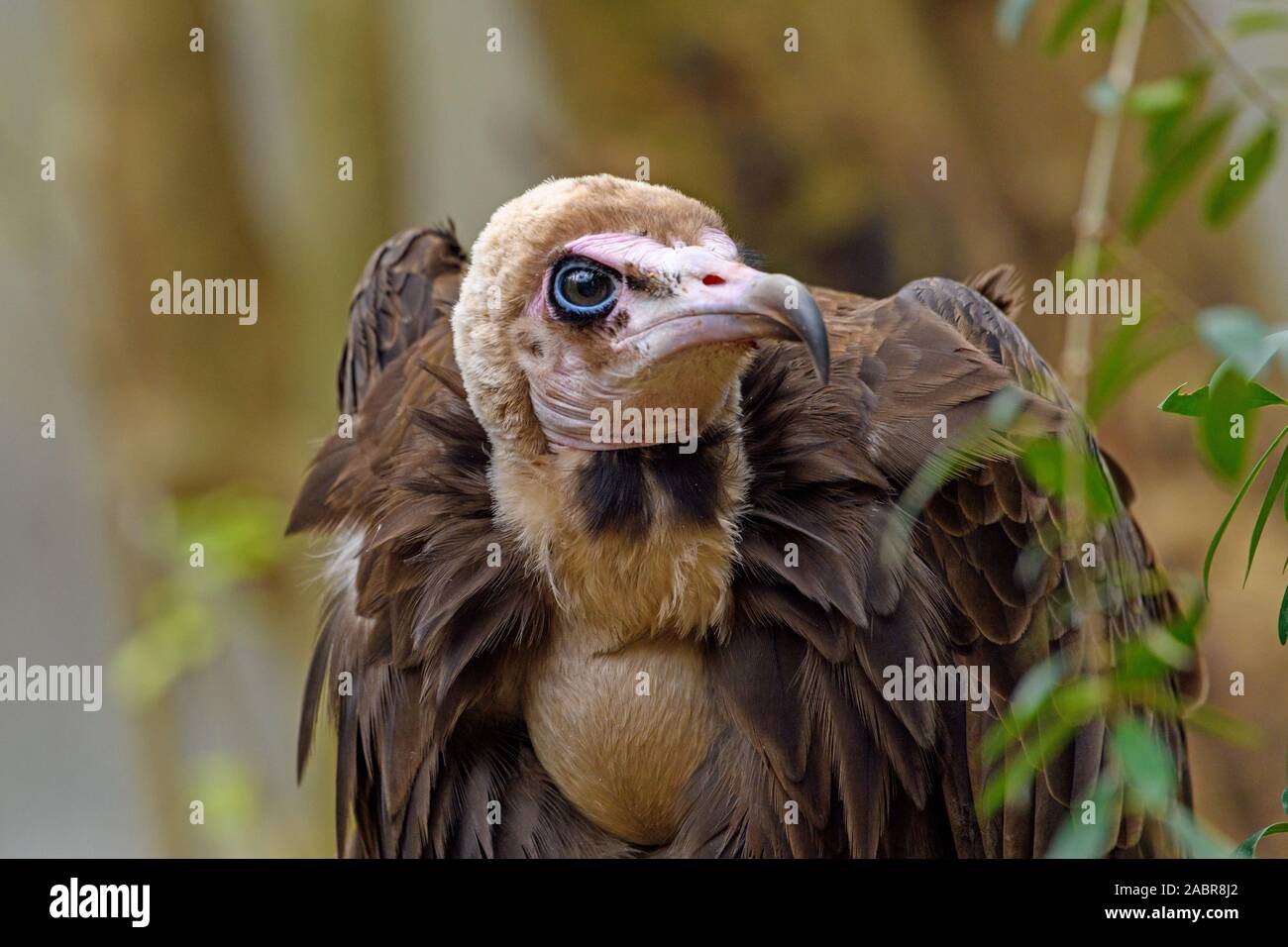 Hooded Vulture(Necrosyrtes monachus) close-up detailed view of face ...