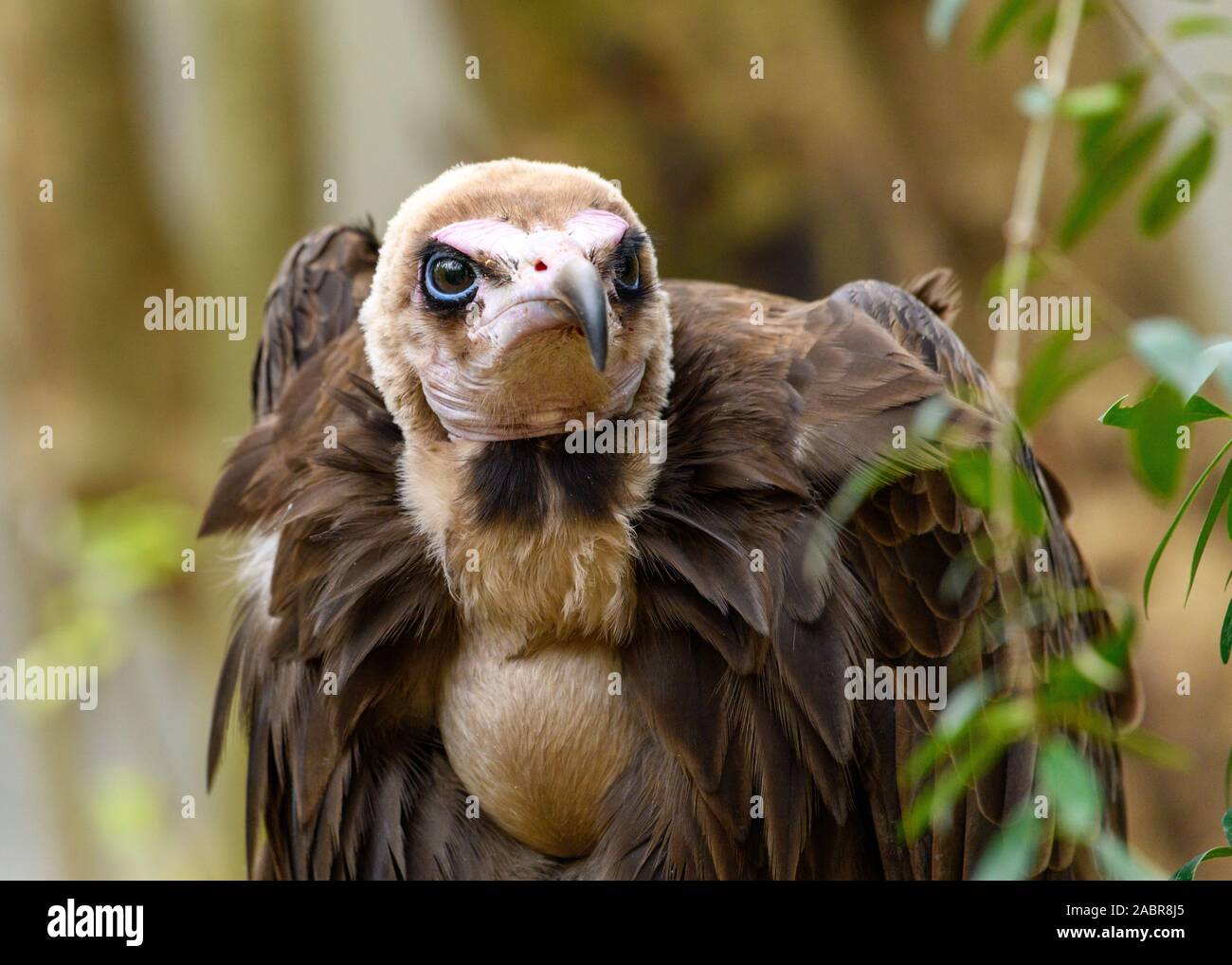 Hooded Vulture(Necrosyrtes monachus) close-up detailed view of face Stock Photo