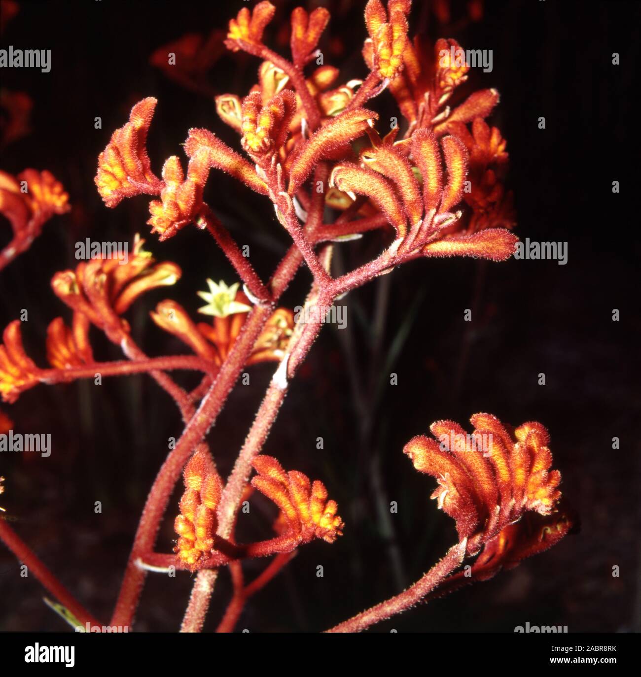 Kangaroo paw flowers hires stock photography and images Alamy