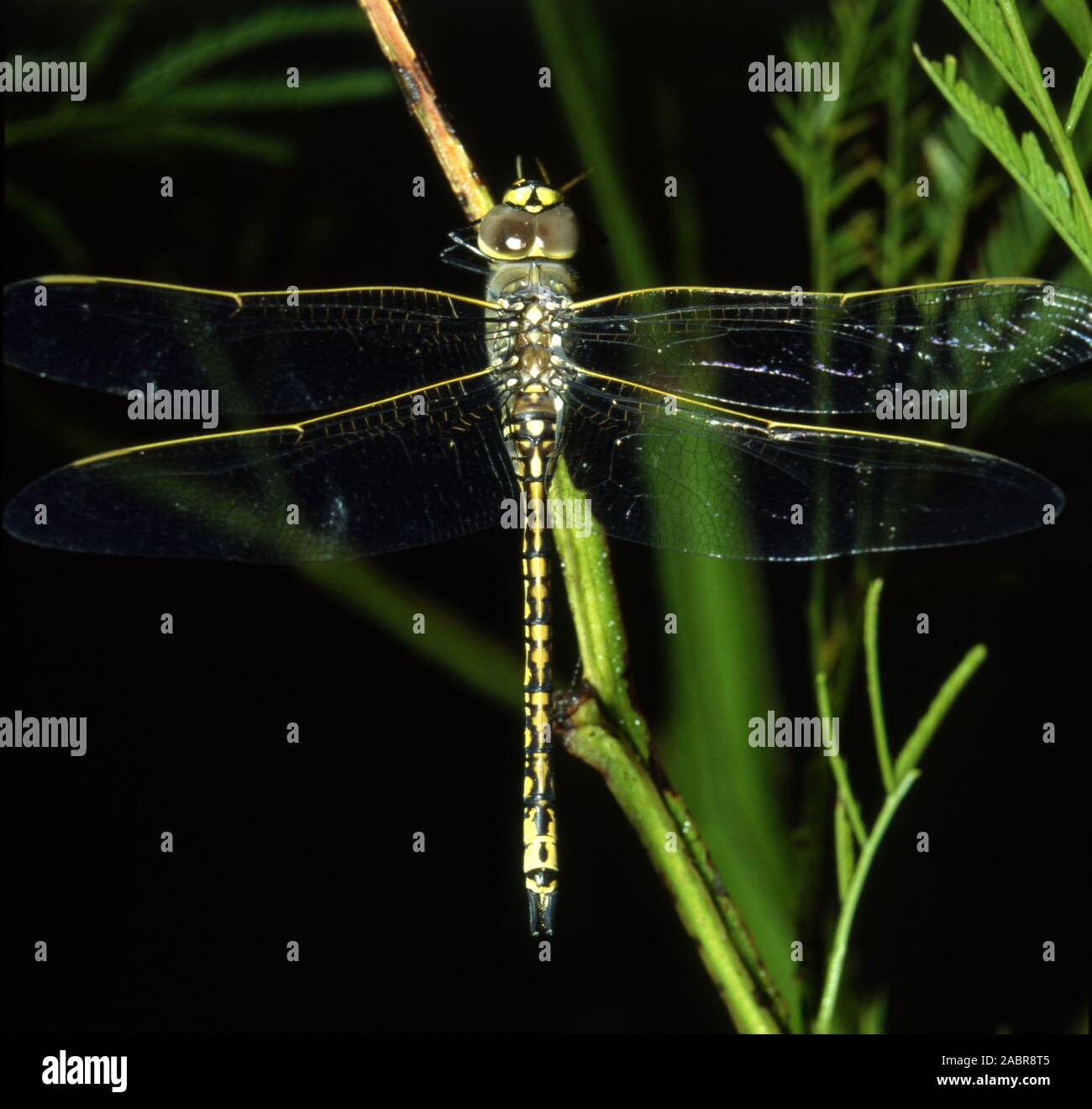 Adult dragonflies are characterized by large, multifaceted eyes, two pairs of strong, transparent wings and an elongated body. Stock Photo