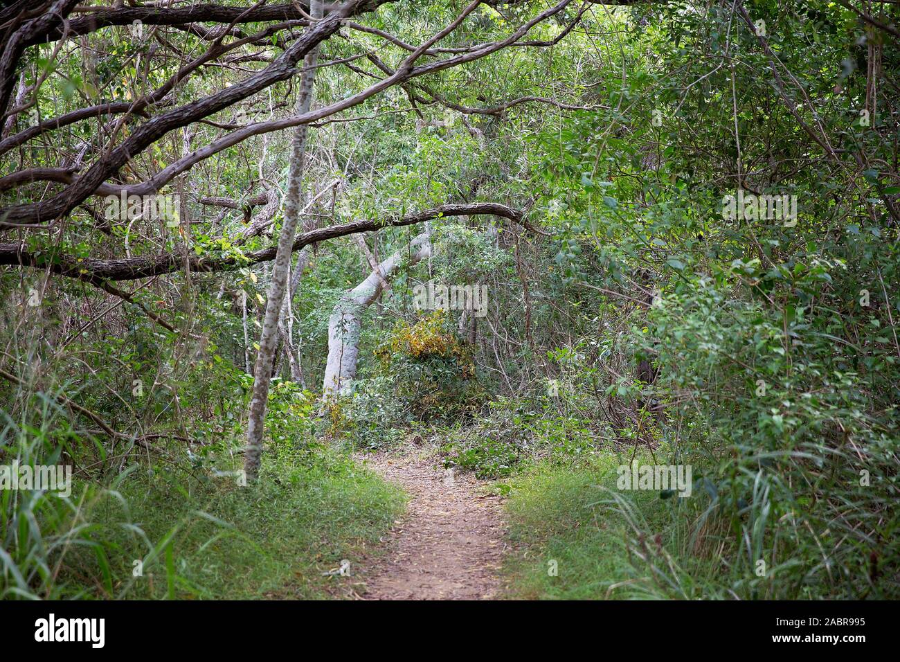 Walking track into natural dense bushland in Australia Stock Photo