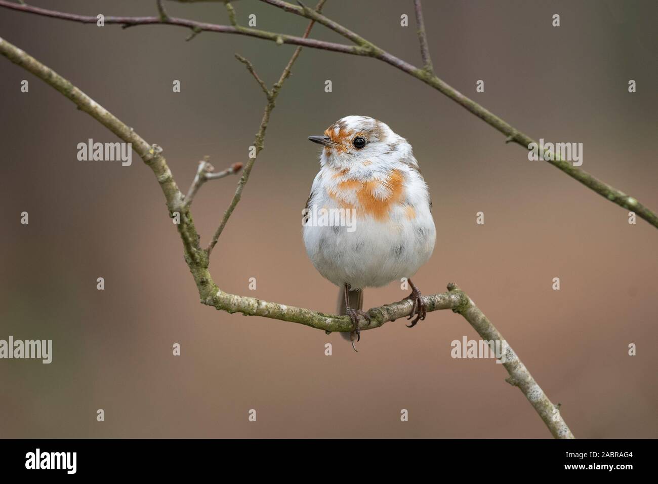 A nearly all white robin perched on a branch looking left. It is leucistic robin. A this bird lacks is called melanin. Stock Photo