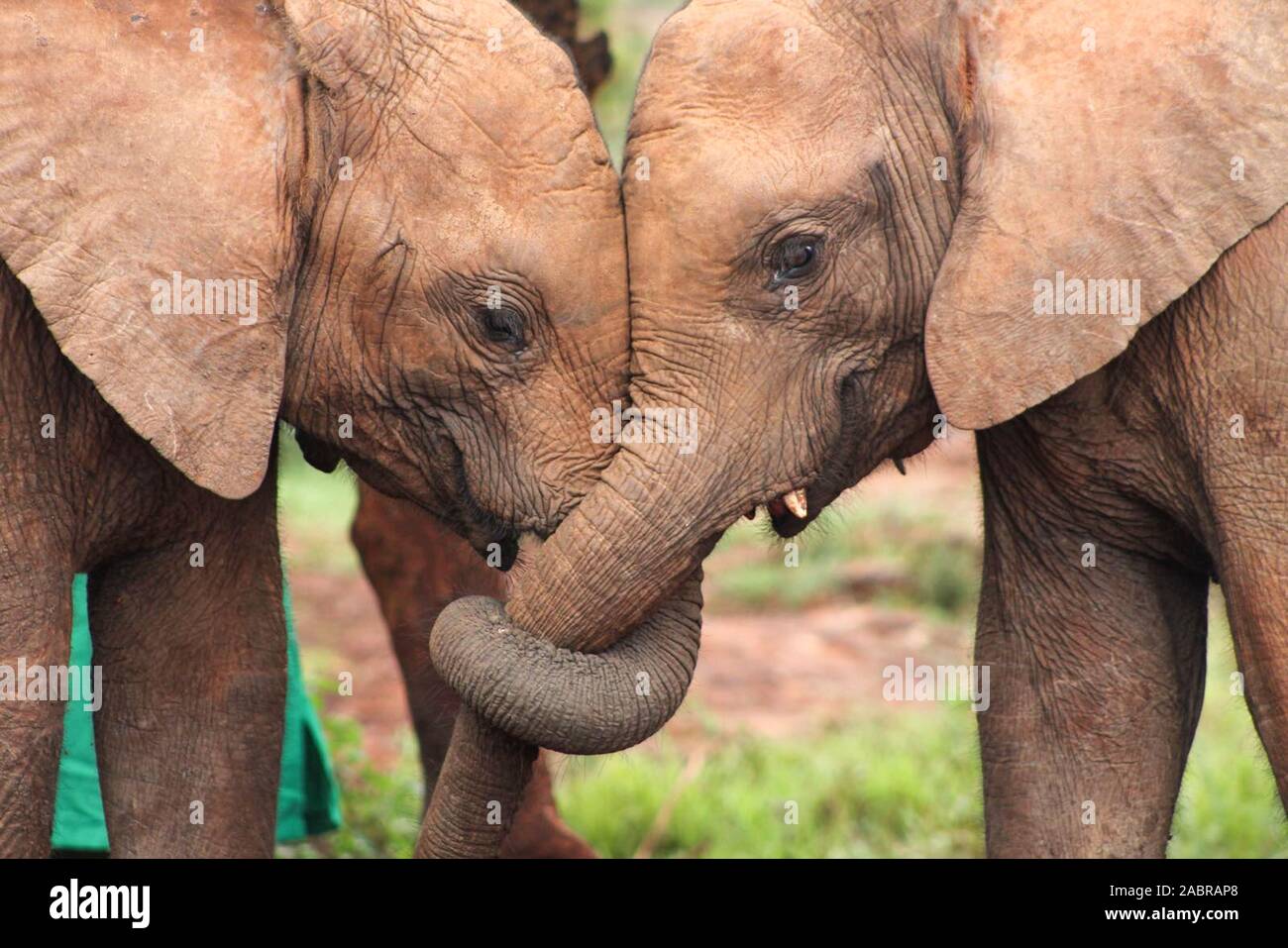 Close-up of two baby elephant orphans in a trunk hug with their trunks entwined in a display of friendship and affection. (Loxodonta africana) Stock Photo