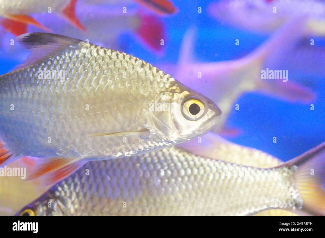 Image showcasing Goldfish in the aquarium Stock Photo - Alamy