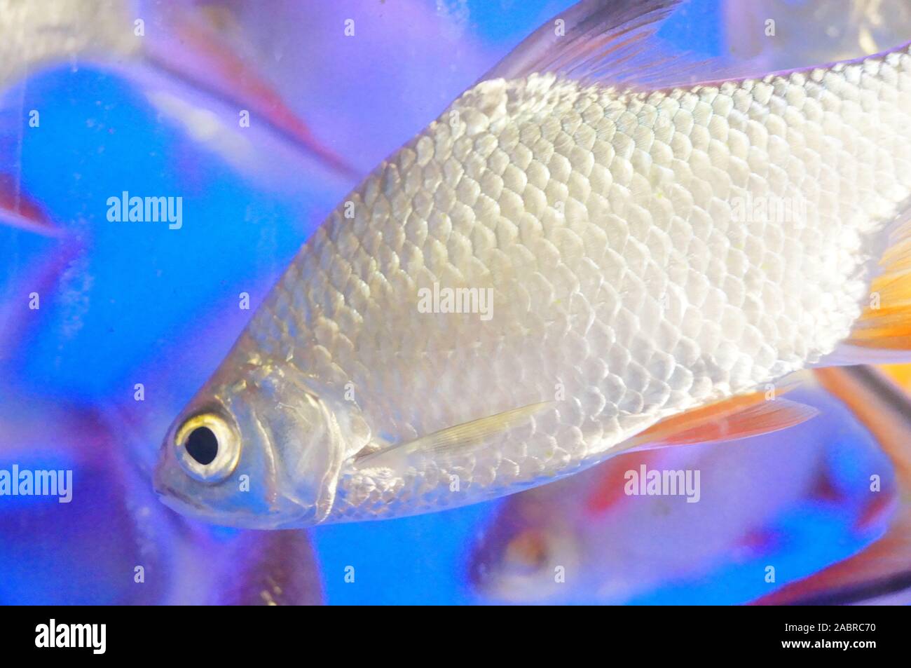 Goldfish in the aquarium Stock Photo - Alamy