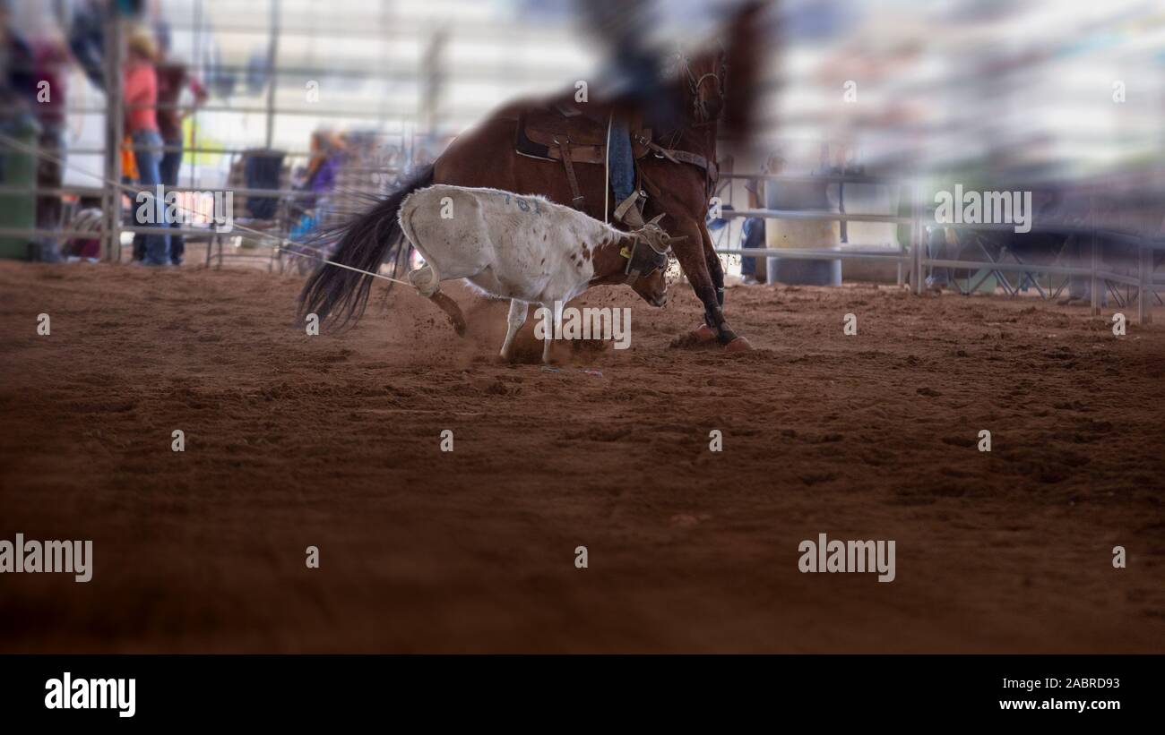 Calf Getting Roped Roped team hi-res stock photography and images - Alamy