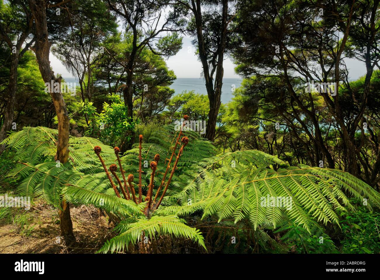 A family of new fern fronds called koru just starting to unfurl into a new leaves, Abel Tasman National Park coastal track, New Zealand. Stock Photo