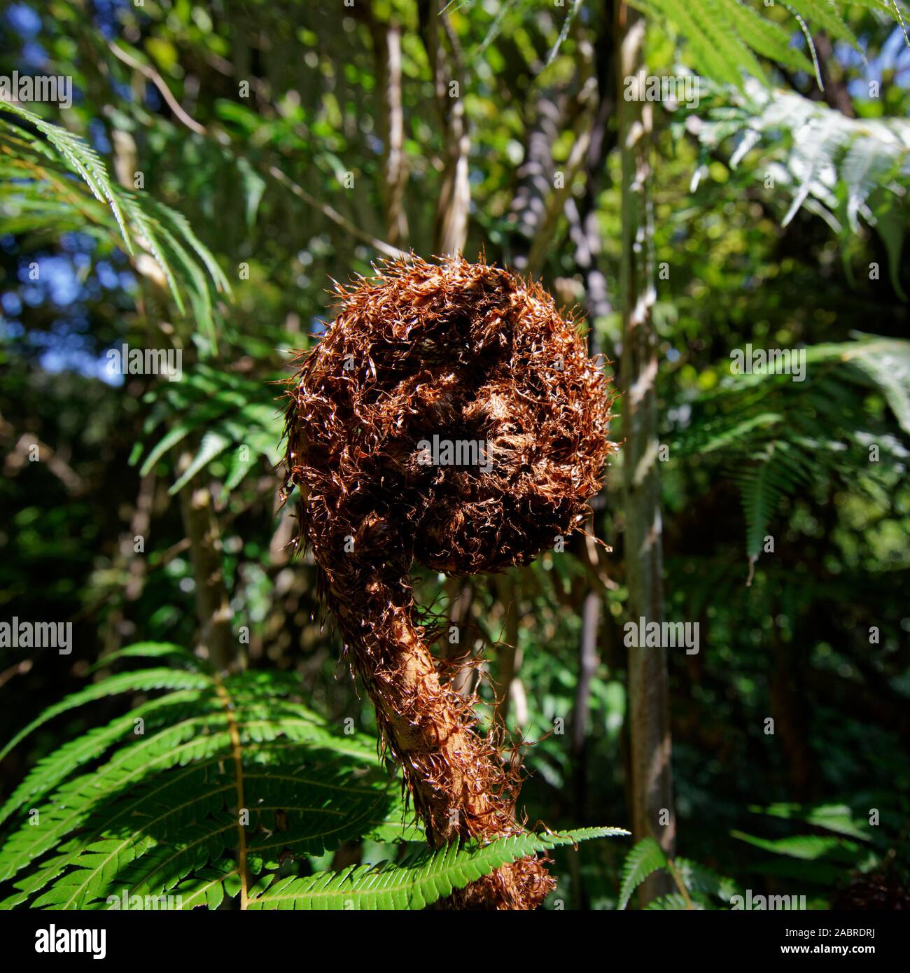 A new fern frond called a koru just starting to unfurl into a new leaf, New Zealand. Stock Photo