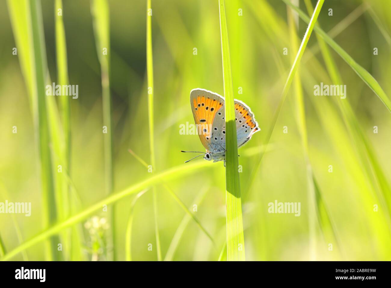 Butterfly (Large copper) on a spring morning. Stock Photo